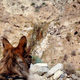 Image for article titled Found: California’s Lost Bighorn Sheep